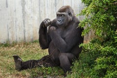 Western lowland gorilla. Royalty Free Stock Photo Western lowland gorilla. Royalty Free Stock Photo