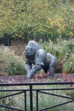 Western Lowland Gorilla - Gorilla gorilla gorilla - Silverback Royalty Free Stock Photo Western Lowland Gorilla - Gorilla gorilla gorilla - Silverback Royalty Free Stock Photo