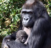 Western Lowland Gorilla Holding Her Newborn Baby