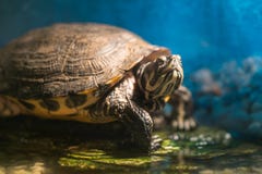 Painted grown turtle chrysemys picta sitting on rock basking in late morning sun in fresh water pond stock images Painted grown turtle chrysemys picta sitting on rock basking in late morning sun in fresh water pond stock images