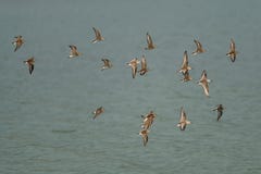 Western Sandpipers flying over the lake. Stock Image Western Sandpipers flying over the lake. Stock Image