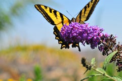 Western Tiger Swallowtail Papilio rutulus Butterfly on Butterfly Bush royalty free stock photo Western Tiger Swallowtail Papilio rutulus Butterfly on Butterfly Bush royalty free stock photo