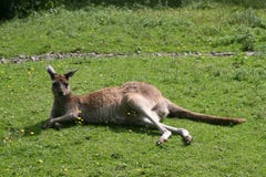 Westlicher grauer Känguru (Macropus Fuliginosis) stockbilder Westlicher grauer Känguru (Macropus Fuliginosis) stockbilder