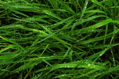 Wet Grass Stock Photos