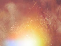 Wet Green Grass Field In The Morning With Sunlight Royalty Free Stock Photography Wet Green Grass Field In The Morning With Sunlight Royalty Free Stock Photography