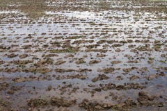 Wet Mud soil for rice cultivation, Wet ground Plots agriculture Preparing for farming Rice cultivation, surface clay, sludge stock image Wet Mud soil for rice cultivation, Wet ground Plots agriculture Preparing for farming Rice cultivation, surface clay, sludge stock image