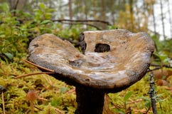 Wet mushroom, fungus in autumn wild forest Royalty Free Stock Photo Wet mushroom, fungus in autumn wild forest Royalty Free Stock Photo