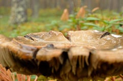 Wet mushroom, fungus in autumn wild forest Stock Photography Wet mushroom, fungus in autumn wild forest Stock Photography
