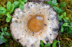 Wet mushroom, fungus in autumn wild forest Stock Photography Wet mushroom, fungus in autumn wild forest Stock Photography