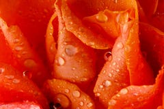 Wet Rose Stock Image