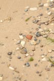 Wet sand with algae on the shore and pebbles in the sand,close-up royalty free stock photos Wet sand with algae on the shore and pebbles in the sand,close-up royalty free stock photos