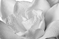 Wet White Gardenia Flower Isolated stock images Wet White Gardenia Flower Isolated stock images