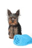 Wet Yorkshire Terrier Royalty Free Stock Photo Wet Yorkshire Terrier Royalty Free Stock Photo