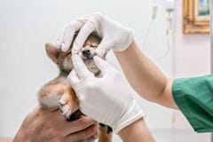 Weterynaryjny egzamin szczeniak?w zdrowie Lekarki egzamininuj? psich z?by Weterynarz lekarka robi czekowi w g?r? psa Shiba inu obraz stock Weterynaryjny egzamin szczeniak?w zdrowie Lekarki egzamininuj? psich z?by Weterynarz lekarka robi czekowi w g?r? psa Shiba inu obraz stock