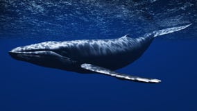 Whale Royalty Free Stock Images