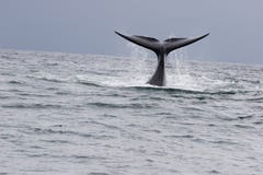 Whale Greeting Stock Photos
