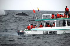 Whale-watching boat