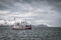 Whale watching boat in springtime Iceland. People are scouting for humpback whales stock images Whale watching boat in springtime Iceland. People are scouting for humpback whales stock images