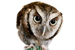 What A Hoot Stock Photos What A Hoot Stock Photos