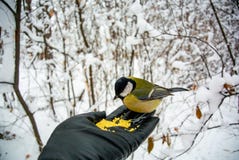 What to feed the birds in the winter? Man feeds the bird in the winter forest. stock photo What to feed the birds in the winter? Man feeds the bird in the winter forest. stock photo