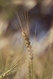 Wheat Stock Image