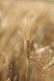 Wheat Stock Photography