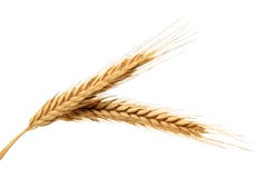 Wheat. Isolated wheat ears on a white background Wheat. Isolated wheat ears on a white background