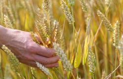 Wheat Royalty Free Stock Images