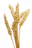 Wheat Stock Photography