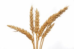 Wheat Royalty Free Stock Photography