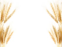 Wheat Background Stock Photography