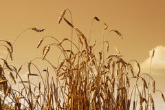 Wheat Close Up View With Sky Toned In Sepia Royalty Free Stock Image