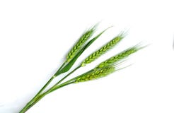 Wheat Ears Stock Image
