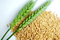 Wheat Ears And Grain Stock Photo