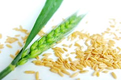 Wheat Ears And Grain Stock Images