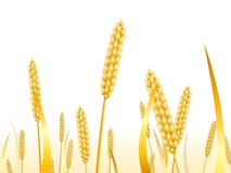 Wheat ears on a white background for landscape royalty free illustration Wheat ears on a white background for landscape royalty free illustration