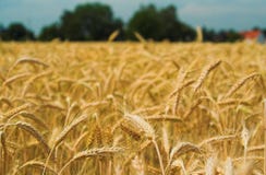 Wheat Field Stock Photo Wheat Field Stock Photo
