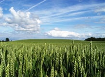 Wheat Field Wheat Field