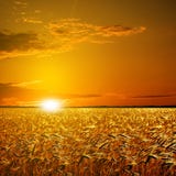 Wheat Field. Royalty Free Stock Image