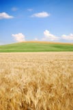 Wheat Field And Beyond