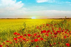 Wheat field of bright red poppy flowers in summer. royalty free stock images Wheat field of bright red poppy flowers in summer. royalty free stock images
