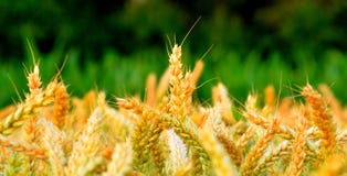 Wheat field close up with yellow and green royalty free stock photography Wheat field close up with yellow and green royalty free stock photography