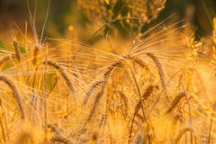 Wheat field. Ears of golden wheat close up. Beautiful Nature Sunset Landscape. Rural Scenery under Shining Sunlight. Background of royalty free stock photos Wheat field. Ears of golden wheat close up. Beautiful Nature Sunset Landscape. Rural Scenery under Shining Sunlight. Background of royalty free stock photos