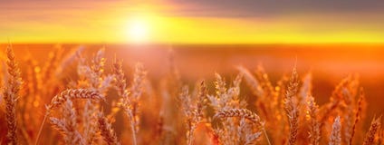Wheat Field. Spikelets Of Wheat In The Field During Sunset. Panorama Royalty Free Stock Photo