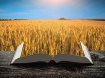 The wheat field at sunset on the pages of book