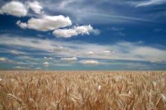 Wheat Fields Stock Photo Wheat Fields Stock Photo