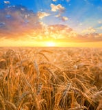 Wheat Fields At The Early Morning Royalty Free Stock Photography