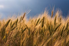 Golden wheat against the backdrop of a stormy sky stock image Golden wheat against the backdrop of a stormy sky stock image