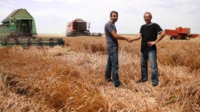 Wheat Harvesting in Full Swing royalty free stock images Wheat Harvesting in Full Swing royalty free stock images