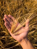 Wheat In Hand Royalty Free Stock Image